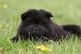 CHOW CHOW 499